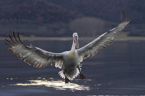 Dalmatian Pelican (Pelecanus crispus), flying against the light, on landing, magnificent plumage,