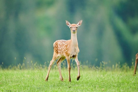 Red deer (Cervus elaphus) fawn walking on a meadow in the mountains in tirol, Kitzbühel, Wildpark