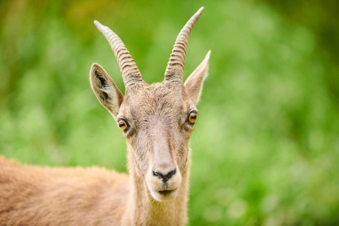 Alpine ibex (Capra ibex) female, portrait, wildlife Park Aurach near Kitzbuehl, Austria, Europe
