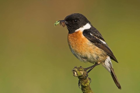 Stonechat, (Saxicola torquata), foraging, male, Bad Dürkheim district, Eich, Rhineland-Palatinate,