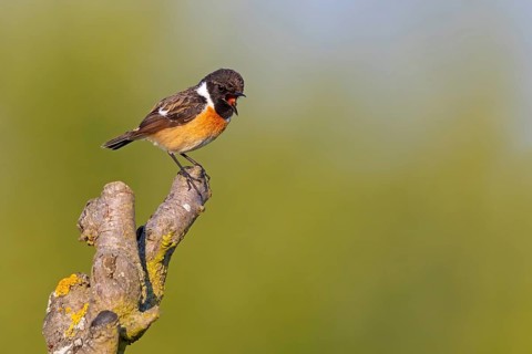 Stonechat, (Saxicola torquata), foraging, male, Bad D¸rkheim district, Eich, Rhineland-Palatinate,