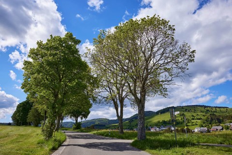 Avenue of sycamore maple (Acer pseudoplatanus) under a blue sky with cumulus clouds in Bernau im