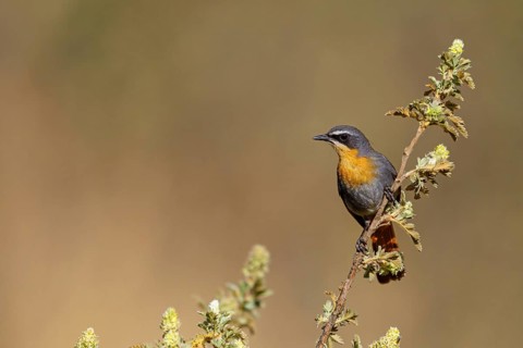 Cossypha caffra, family of flycatchers, Underberg surroundings, Underberg, KwaZulu-Natal, South