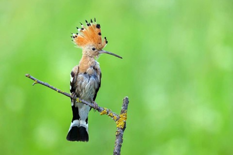 Hoopoe, (Upupa epops), on perch, hoopoe family, formerly raptors, Hides de El Taray / Lesser Kestr,