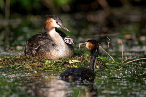 Great Crested Grebe (Podiceps cristatus), pair and young birds at the nest, one adult bird feeding