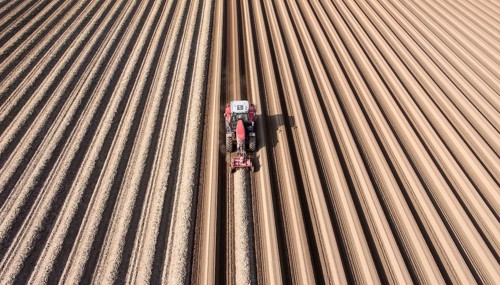 An aerial photo shows a tractor in a large asparagus field. Preparations for the asparagus season.