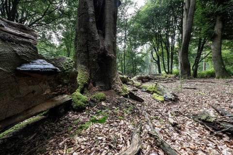 Deadwood with tinder fungus (Fomes fomentarius) in beech forest (Fagus sylvatica), Emsland, Lower
