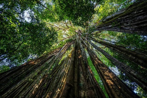 Hanging roots of a giant strangler fig (Ficus americana), looking upwards, in the rainforest,