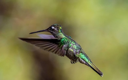 Violet-crowned Brilliant Hummingbird (Eugenes fulgens syn. Eugenes spectabilis) in flight, Los