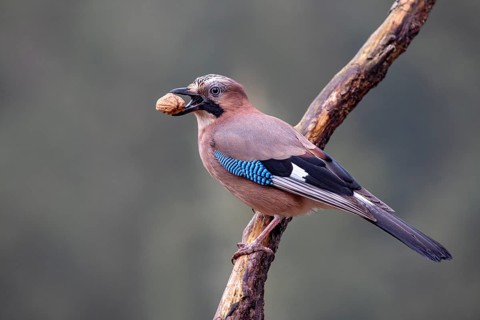 Eurasian jay (Garrulus glandarius), with a walnut in its beak, Terfens, Tyrol, Austria, Europe