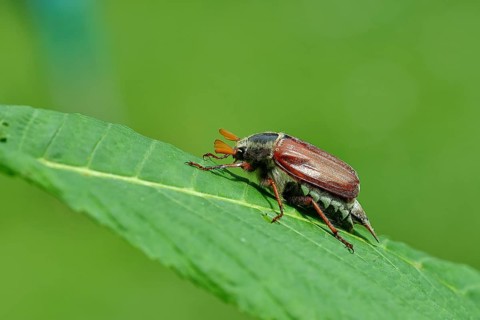 Northern cockchafer (Melolontha hippocastani), male, on a leaf of a horse chestnut (Aesculus