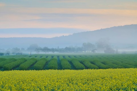 Foggy morning landscape with currant fields and a rape field, trees and hills in the background,