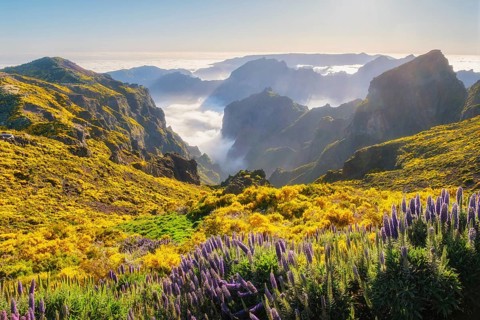 View from Pico do Arieiro of mountains over clouds with Pride of Madeira flowers and blooming