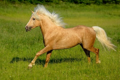 Connemara pony stallion gallops across a green meadow on a sunny day while his tail blows in the