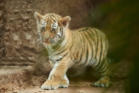Siberian tiger (Panthera tigris altaica) cub, captive