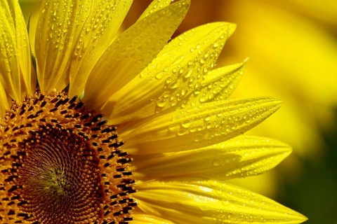 Sunflowers (Helianthus annuus), July, Saxony, Germany, Europe
