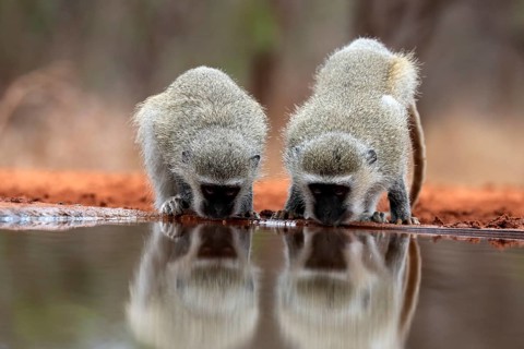 Vervet Monkey (Chlorocebus pygerythrus), adult, two animals, drinking, at the water, Kruger