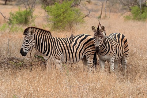 Burchell's zebra (Equus quagga burchelli), Burchell's zebra, adult, two animals, foraging, Kruger