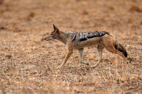 Black-backed jackal (Lupulella mesomelas), adult, alert, stalking, foraging, Kruger National Park,