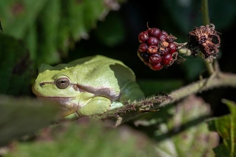 Tree frog (Hyla arborea), Lower Saxony, Germany, Europe