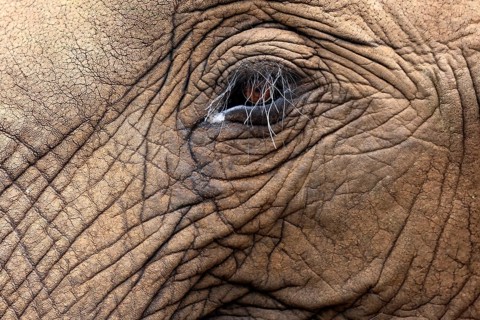 African elephant (Loxodonta africana), adult, portrait, eye, detail, Kruger National Park, Kruger