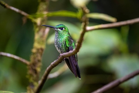 Green-fronted Brilliant Hummingbird (Heliodoxa jacula) sitting on a branch, Monteverde Cloud