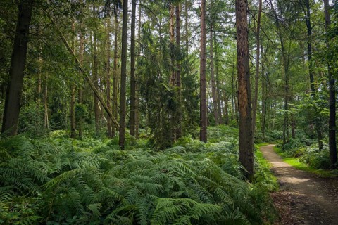 Wendelmannweg, forest path, walk cycle tour, cycle path, forest, nature, forest, nobody, Bad