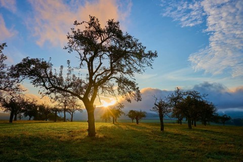 Sunrise in a wide landscape with orchard meadow, apple tree, and clouds in the sky, autumn,