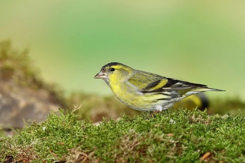 Eurasian siskin (Carduelis spinus), male sitting on moss, mossy ground, Wilnsdorf, North