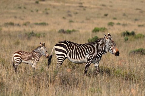 Cape Mountain Zebra (Equus zebra zebra), adult, juvenile, mother with juvenile, female, Mountain