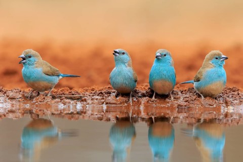 Blue-winged Oriole (Uraeginthus angolensis), Angola Butterfly Finch, adult, at the water, group,