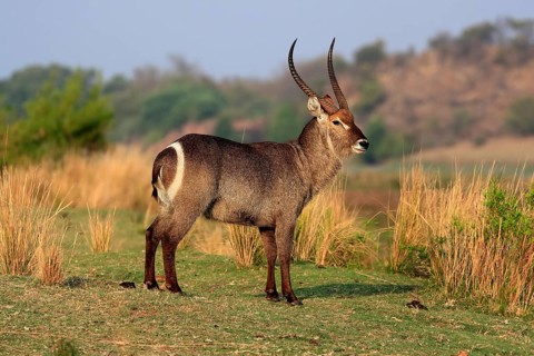Ellipsen waterbuck (Kobus ellipsiprymnus), adult, male, foraging, vigilant, Kruger National Park,