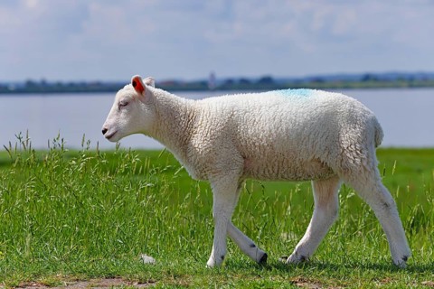Domestic sheep (Ovis gmelini aries), lamb running on dyke at the river Elbe, animal child, Wedeler