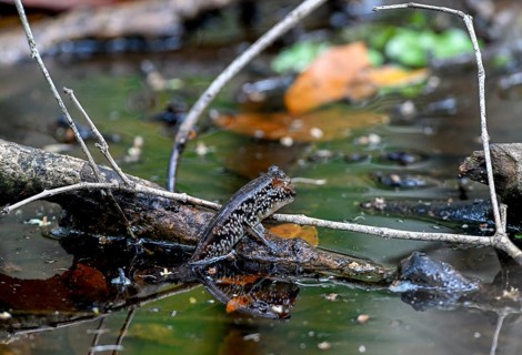 Atlantic mudskipper (Periophthalmus barbarus), Loango National Park, Parc National de Loango,
