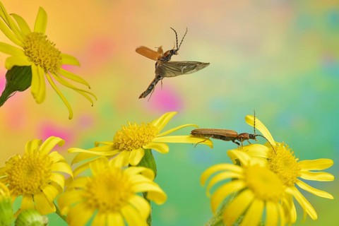 Tooth-necked click beetle (Denticollis linearis) in flight over the flowers of St James'