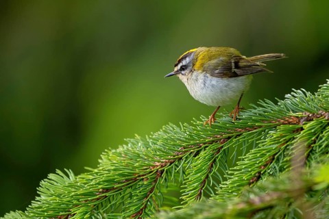 Goldcrest, Regulus ignicapillus, Luce, Mountain area, Luce, Styria, Slovenia, Europe