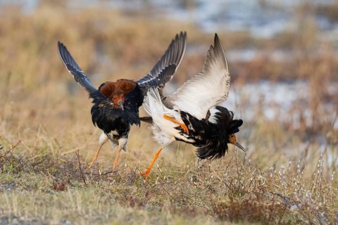 Ruff (Calidris pugnax) two males in breeding plumage at lek, fighting over female, Pokka, Finnish