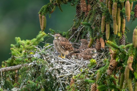 Common kestrel (Falco tinnunculus), young birds not yet ready to fly in the nest,