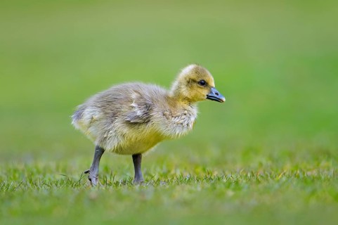 Greylag goose, graylag goose (Anser anser) cute gosling walking over grassland in spring