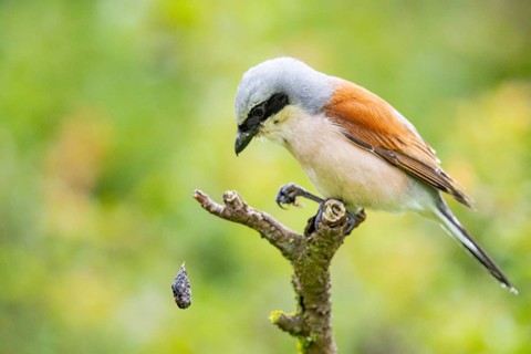 Red-backed shrike (Lanius collurio) ml Germany