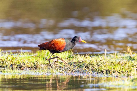 Red-fronted leaflet (Jacana jacana) Pantanal Brazil