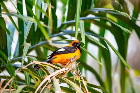 Orangetroupial (Icterus icterus) Pantanal Brazil