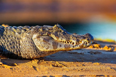 Spectacled caiman (Caiman crocodilius) Pantanal Brazil