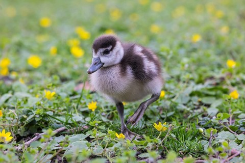 Chicks of the Nile Goose (Alopochen aegyptiaca) freshly hatched, park in spring with spring flowers