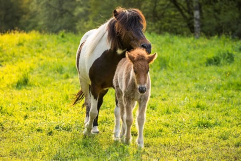 Icelandic horses in a pasture. Mare with foal. Pinto. Evening, golden hour, backlight. Germany
