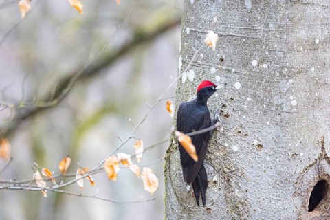 Black woodpecker (Dryocopus martius) ml Germany