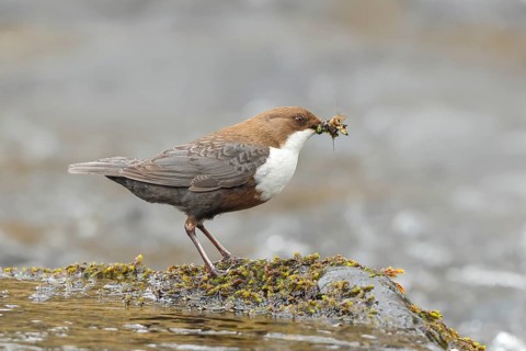 White-throated Dipper (Cinclus cinclus) on a mossy stone on the bank of a river, with caddis fly