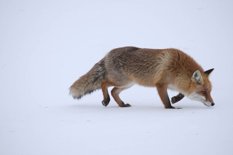 Red fox (Vulpes vulpes) looking for mice in a snow-covered meadow, Allgäu, Bavaria, Germany,