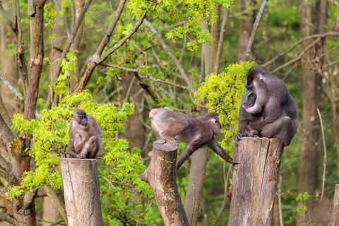 Three Drills (Mandrillus leucophaeus), a male and two females, sit high up on the three stumps of a