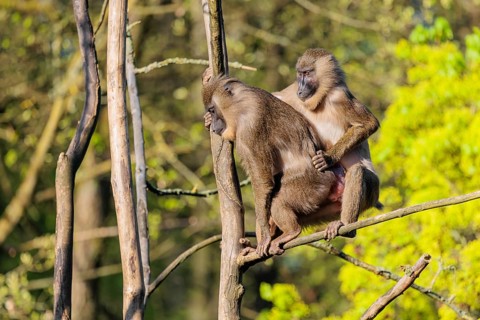 Two Drills (Mandrillus leucophaeus) mating high up in a tree. A green forest can be seen in the